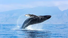ISOTECH Publishes New Marine Litter Governance Study in Frontiers in Marine Science!